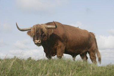 İskoçya Sığırları