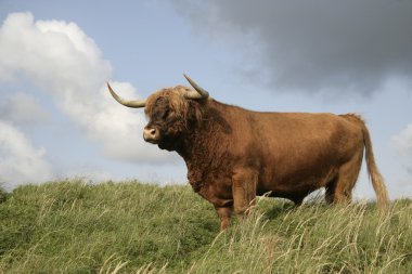 İskoçya Sığırları