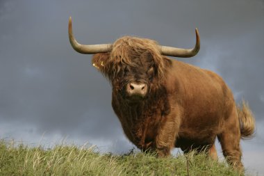 İskoçya Sığırları