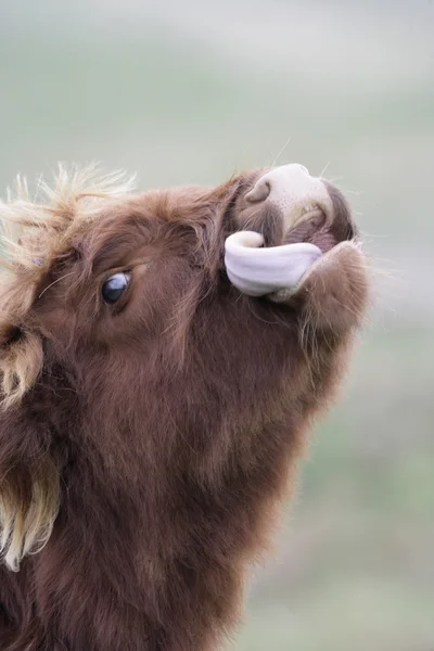 Hochlandrinder — Stockfoto