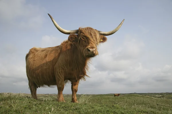 Bovini delle Highlands — Foto Stock