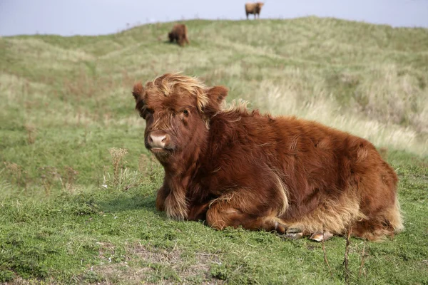 Bovini delle Highlands — Foto Stock