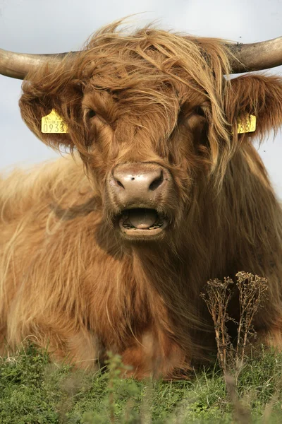 Highland великої рогатої худоби — стокове фото