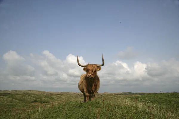 Bovini delle Highlands — Foto Stock