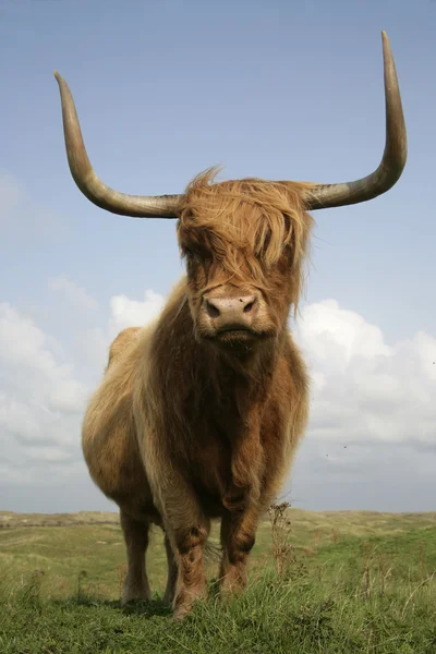 Bovine Highland — Fotografie, imagine de stoc