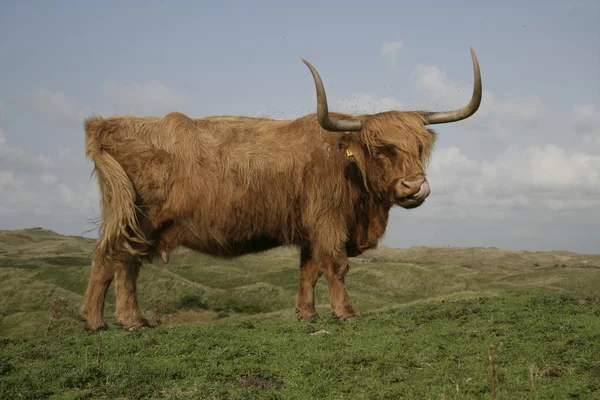 Hochlandrinder — Stockfoto