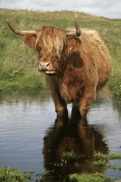 Highland великої рогатої худоби — стокове фото