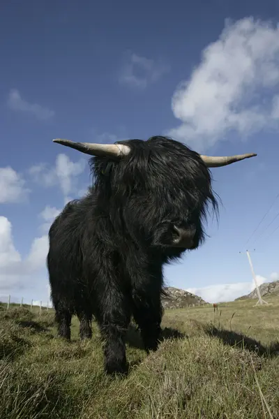 İskoçya Sığırları — Stok fotoğraf