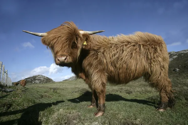 Highland cattle — Stock Photo, Image