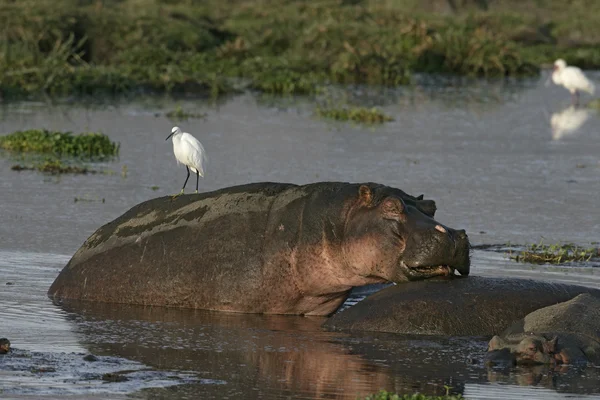 Hipopótamo, Hipopótamo anfíbio — Fotografia de Stock
