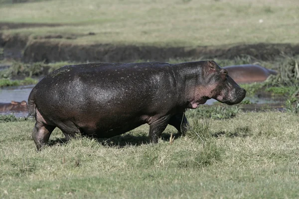 Бегемот, hippopotamus amphibius — стоковое фото
