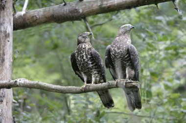 arı şahini, pernis apivorus