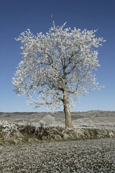 Hoar vorst, — Stockfoto