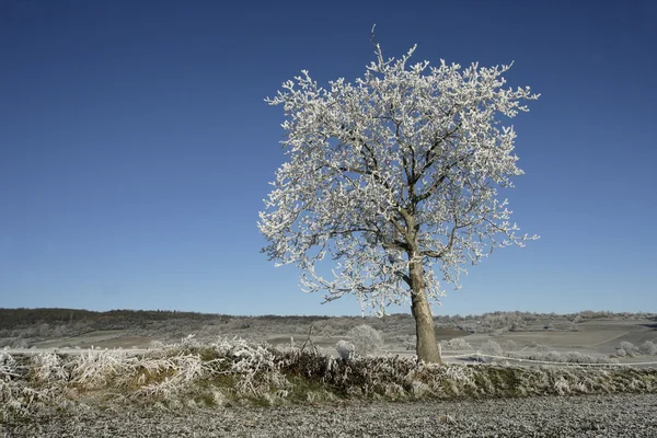 Hoar frost, — Stock Photo, Image