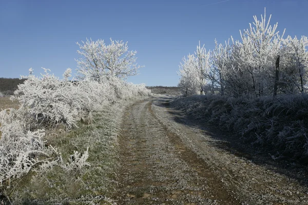 Hoar frost, — Stock Photo, Image