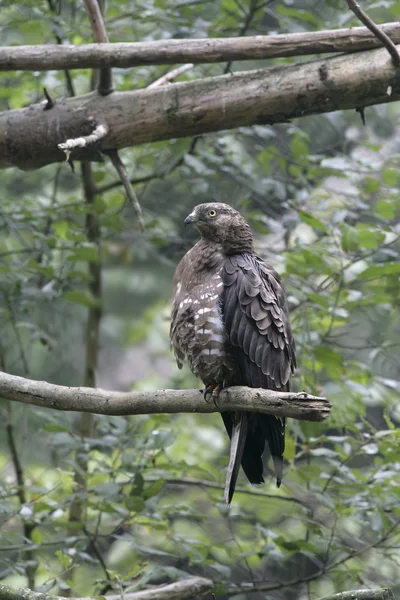 Bivråk pernis apivorus — Stockfoto