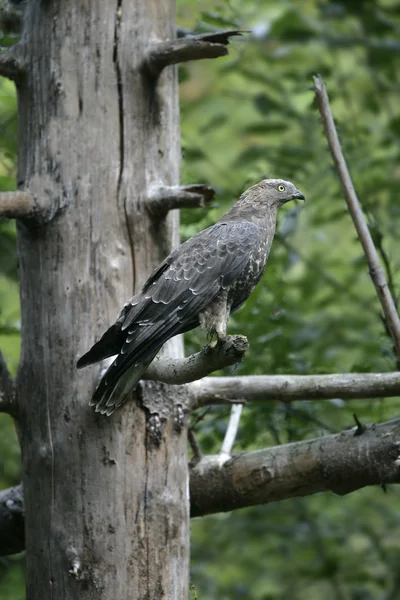 亲爱的秃鹰，佩尔尼斯 apivorus — 图库照片