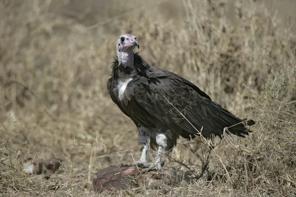 Hooded vulture, Necrosyrtes monachus