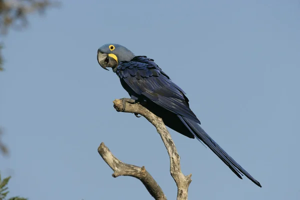 Hyacinthe Ara, anodorhynchus hyacinthinus — Photo