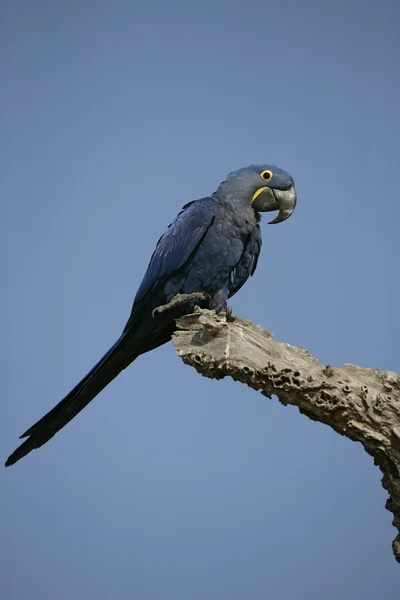 Hyacinth macaw, Anodorhynchus hyacinthinus — Stock Photo, Image
