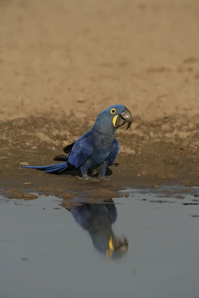 Hyacint Macaw, anodorhynchus hyacinthinus - Stock-foto