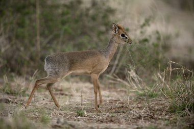 Kirk ün dikdik, rhynchotragus kirki