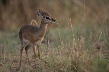 Kirk ün dikdik, rhynchotragus kirki