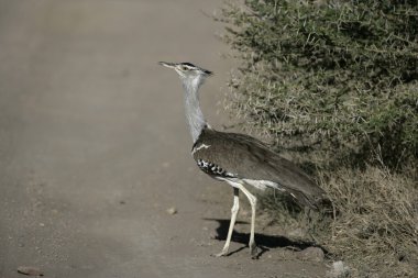 Kori damla, ardeotis kori