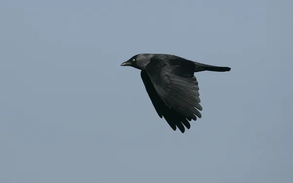 Jackdaw, 43 года, Corvus monedula — стоковое фото