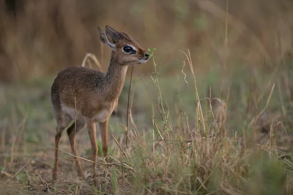 Kirk 's dikdik, Rhynchotragus kirki — Fotografia de Stock