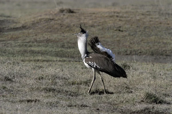 Kori bustard, Ardeotis kori — Stockfoto