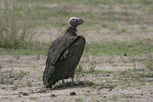 Capovaccaio, Torgos tracheliotus — Foto Stock