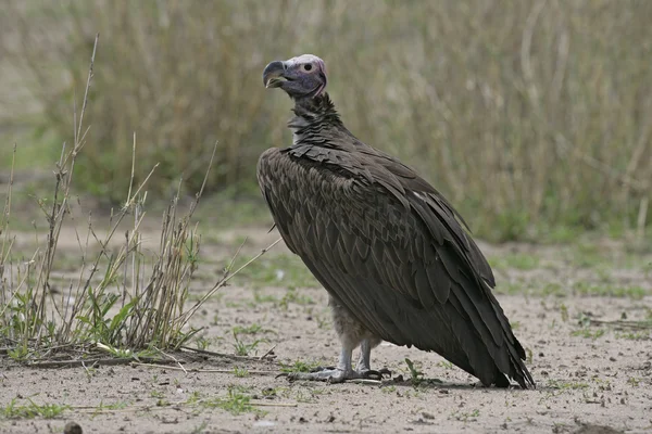 Lappet-faced vulture, Torgos tracheliotus — Stock Photo, Image