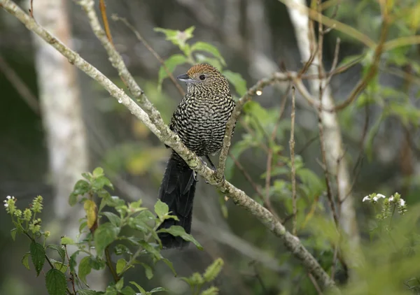 大尾鵙，mackenziaena 斑 — 图库照片