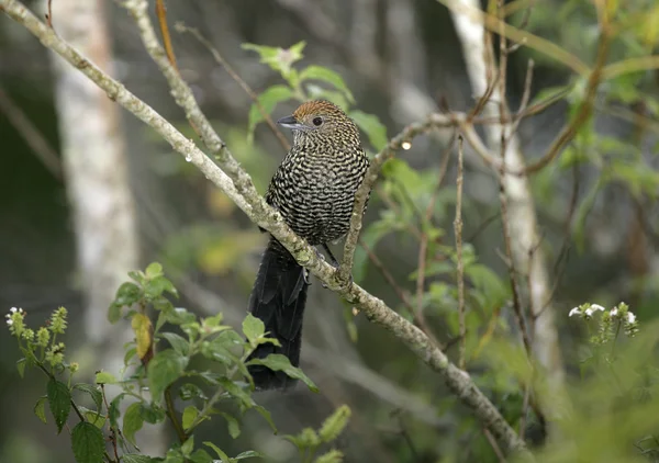 Formigueiro de cauda grande, Mackenziaena leachii — Fotografia de Stock