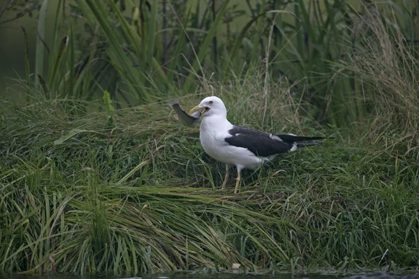 Menší černá couval Racek, larus fuscus — Stock fotografie