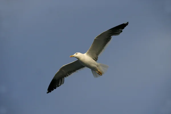 Lesser black-backed gull, Larus fuscus — Stock Photo, Image