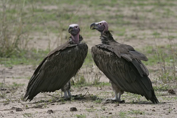 Lappet-faced vulture, Torgos tracheliotus Stock Image