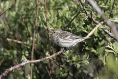 daha az redpoll, carduelis kabare