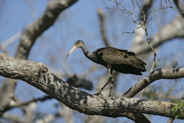 Limpkin, Aramus guarauna,
