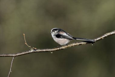uzun kuyruklu baştankara, bayağı uzunkuyruk
