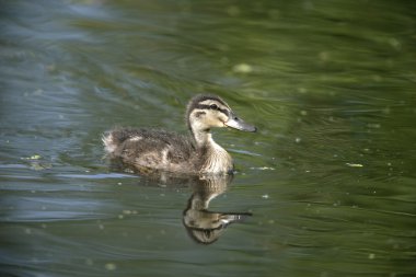 yeşilbaş, anas platyrhynchos