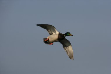 yeşilbaş, anas platyrhynchos