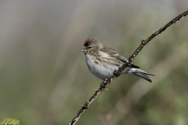 Čečetka malá, carduelis kabaret — Stock fotografie