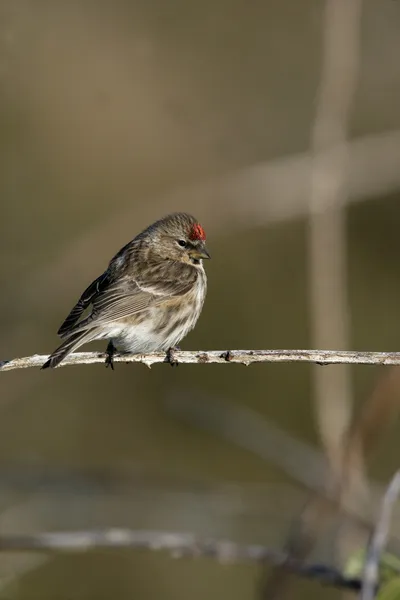 Menor redpoll, cabaré Carduelis — Fotografia de Stock