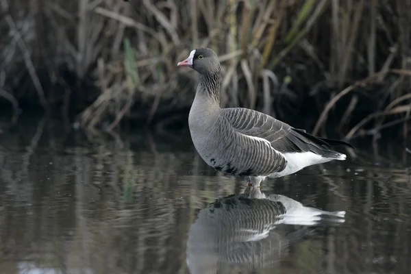 Petite oie à front blanc, Anser erythropus — Photo