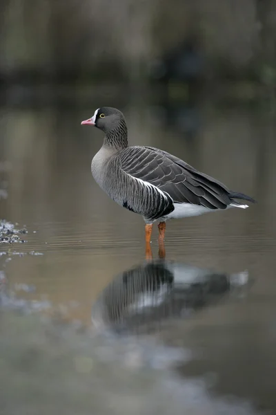 Menší Husa běločelá, anser erythropus — Stock fotografie