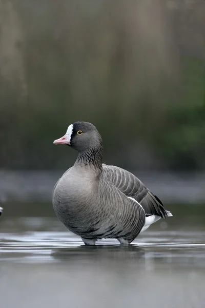 Petite oie à front blanc, Anser erythropus — Photo