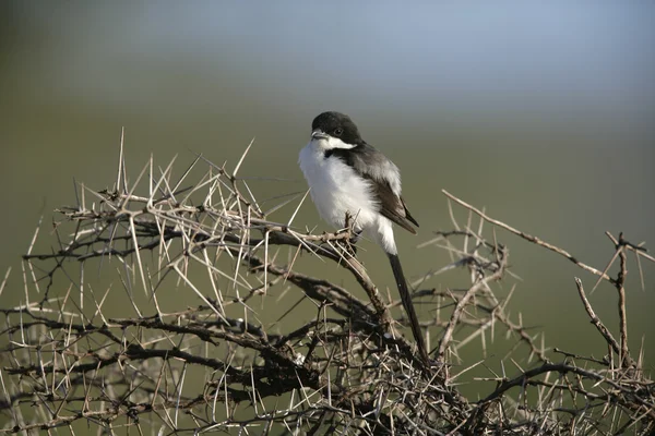 Lange-tailed fiscale shrike, lanius cabanisi — Stockfoto