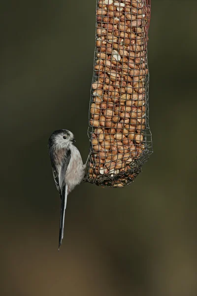 Cinciallegra, Aegithalos caudatus — Foto Stock